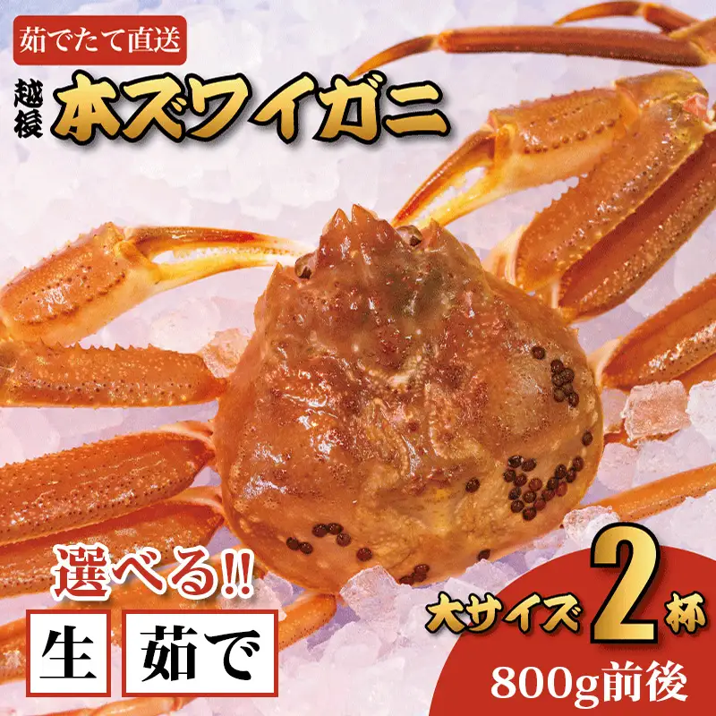 〈期間限定〉越後 本ズワイガニ 大 800g前後×2杯  姿 糸魚川産 浜茹で 鮮度が命！茹でたて直送 ギフトにも おススメ!! ずわいがに かに カニ 蟹 魚正 国産 日本海 新潟県 