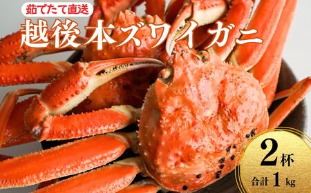 【先行予約】越後 本ズワイガニ 500g×2杯 計1kg 姿 糸魚川産 浜茹で 鮮度が命！ 茹でたて直送 日本海 磯貝鮮魚店 ずわいがに かに カニ 蟹 新潟県  