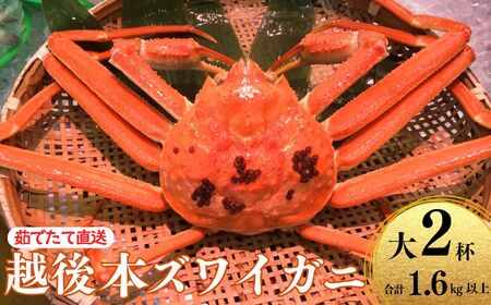【先行予約】越後 本ズワイガニ 800g×2杯 計1.6㎏ 姿 糸魚川産 浜茹で 鮮度が命！茹でたて直送 日本海 磯貝鮮魚店 ずわいがに かに カニ 蟹  新潟県