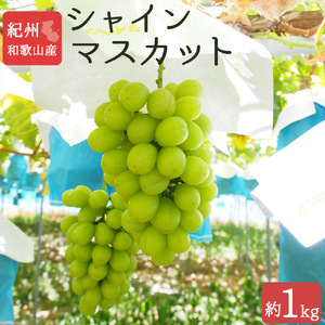 シャインマスカット 約1kg　紀州和歌山 かつらぎ産【2026年8月中旬頃～2026年9月上旬頃に順次発送予定】【UT118】【Z91109-uot782A】