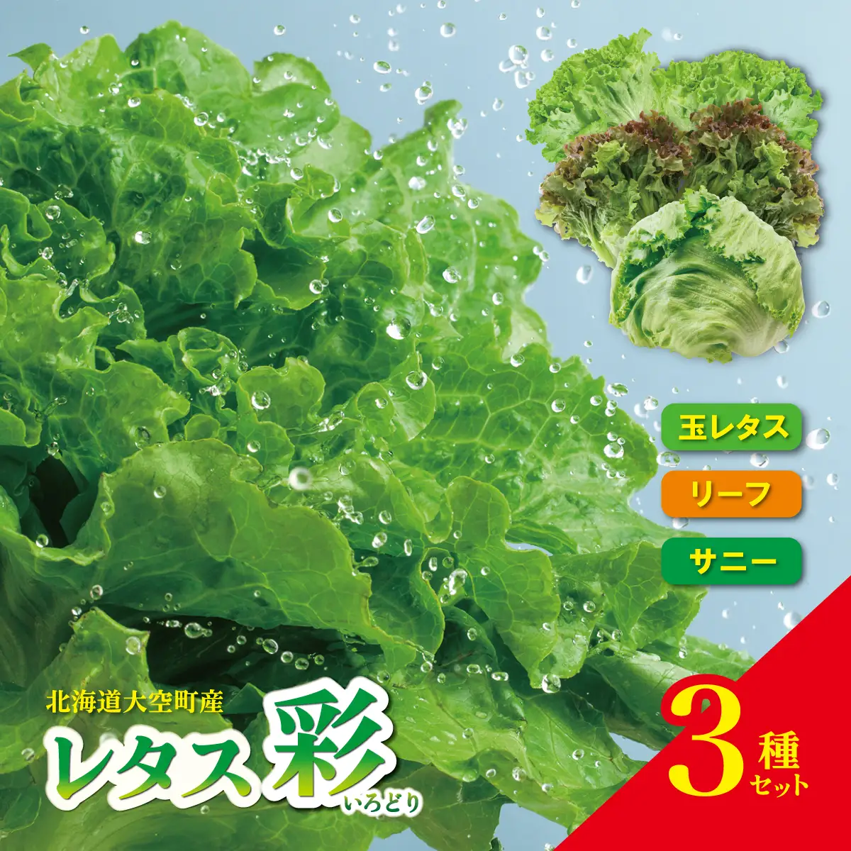 【先行予約】レタス彩（いろどり）3種セット（2026年9月以降順次発送）  OSU003