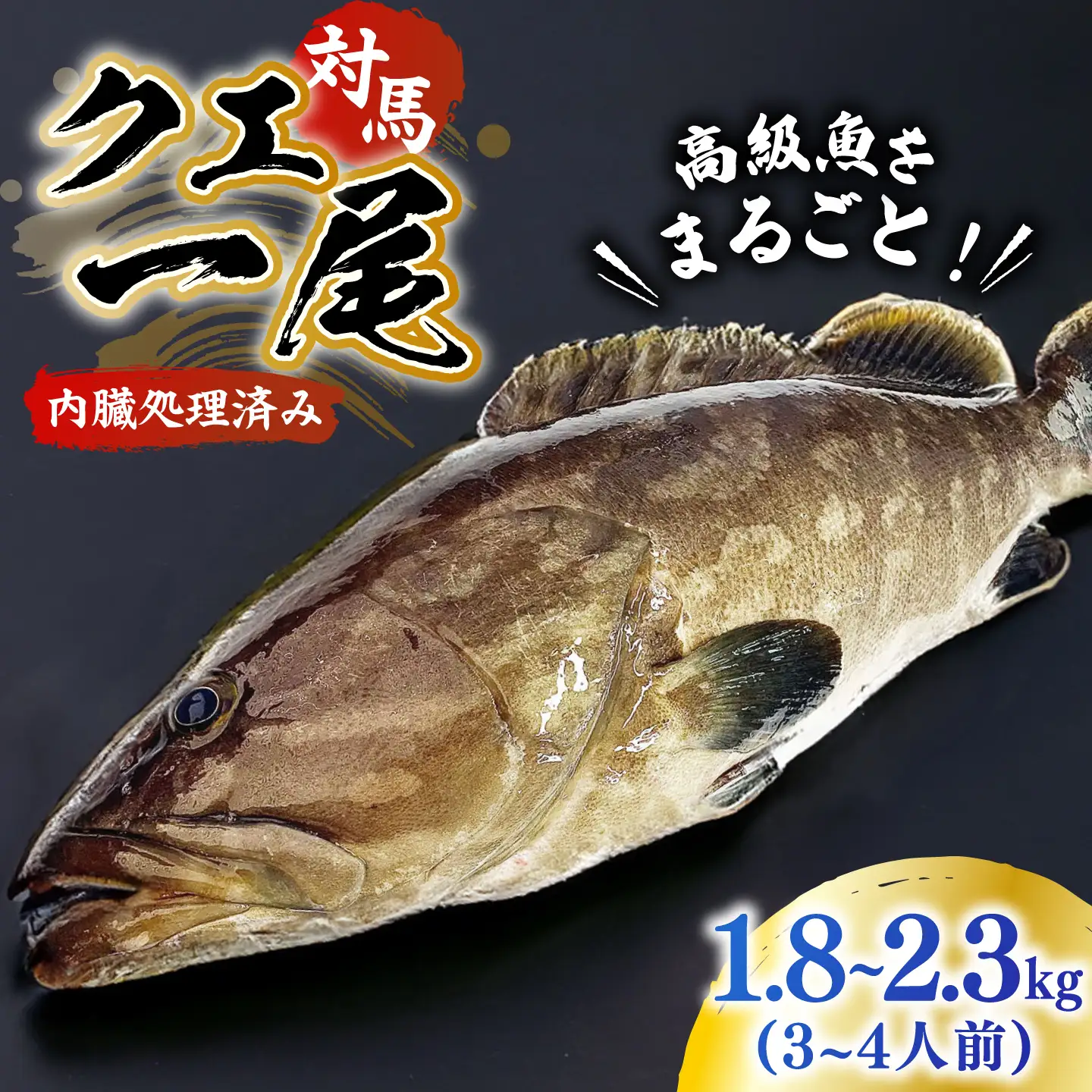 【1週間以内発送】対馬産クエ 丸ごと1匹！1.8kg以上！ [WCN001] 直送 新鮮 マルモン 刺身 しゃぶしゃぶ 鍋 くえ アラ スピード発送 最速発送 最短発送