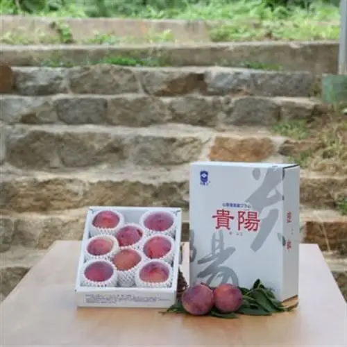 【ふるさと納税】2027年発送 山梨県山梨市産 貴陽すもも 約1.5kg (8玉～10玉程度)【配送不可地域：離島】【1316279】