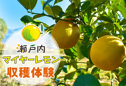 マイヤーレモン収穫体験 BUBD011 レモン