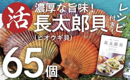 【先行受付】生け簀でお届けヒオウギ貝65個セット エアポンプ付【R00646】