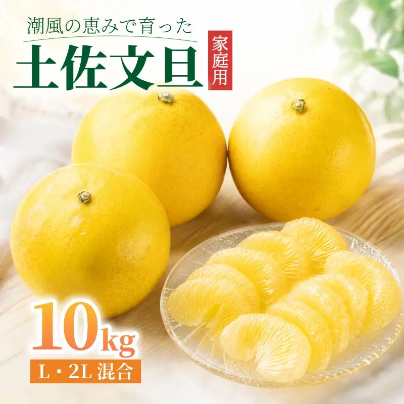 先行予約】土佐文旦 10kg L-2L 文旦 | 高知県中土佐町 | ふるさと納税
