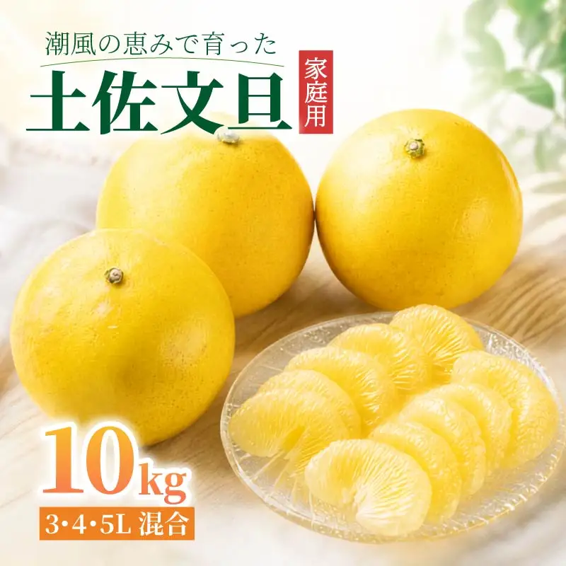 【先行予約】土佐文旦 10kg 3L-5L 文旦