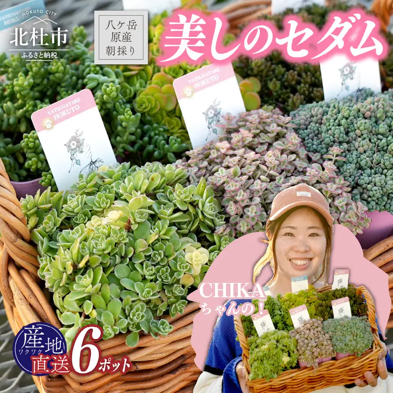 北杜市八ヶ岳産美しの多肉～セダムアソート～ [h235]