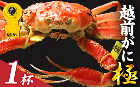 【先行予約】選べる！美味しさ直送【成前特選】越前がに 【極】 （1.3kg～1.5kg）１杯【11月～3月発送】 [W-028052] / ｽﾞﾜｲｶﾞﾆｽﾞﾜｲｶﾞﾆｽﾞﾜｲｶﾞﾆ