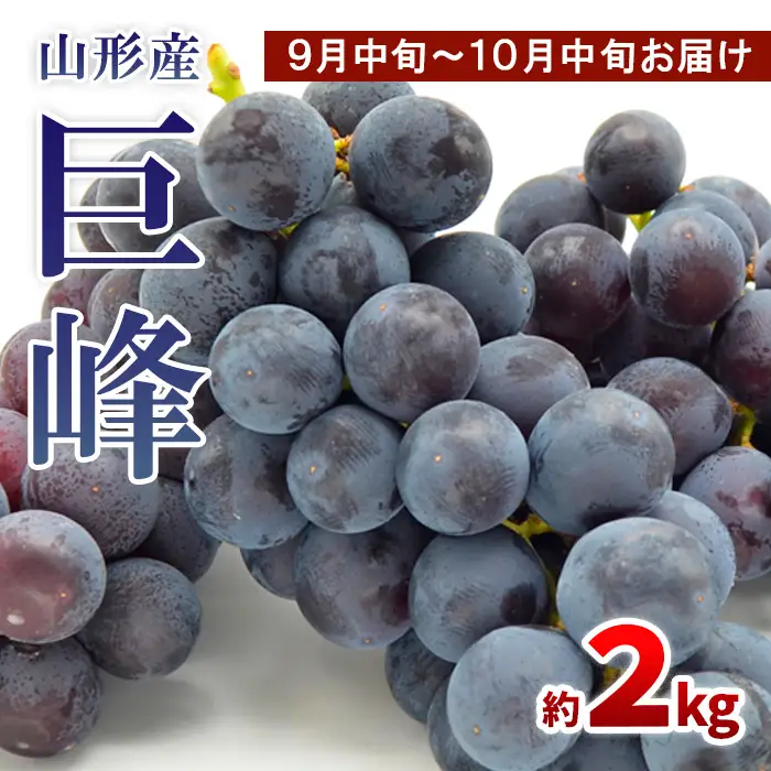 山形のぶどう 巨峰 秀品 約2kg(3～6房)[9月中旬～10月中旬お届け]【令和8年産先行予約】FS24-652 くだもの 果物 フルーツ 山形 山形県 山形市 2026年産