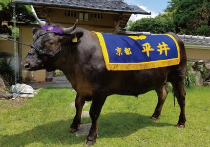 牛肉 黒毛和牛 平井牛一頭分 牛肉