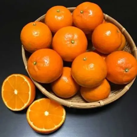 【数量限定】鹿児島県枕崎産 山下農園の濃密こだわりたんかん 4.5Kg　B2-3_果物・フルーツ みかん  ミカン 蜜柑  果物・フルーツ  柑橘 _【配送不可地域：離島】【1167036】