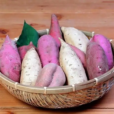 鹿児島さつまいも 5品種 食べ比べ 6kg 　2026年10月上旬より発送A3-54_野菜 さつまいも いも サツマイモ 薩摩芋_【配送不可地域：離島】【1167097】
