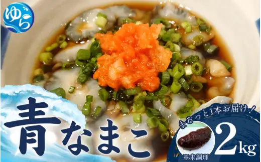 活 なまこ 青なまこ 2kg / ナマコ 海の幸 由良町 新鮮 刺身 珍味 産地直送 海産物 特産 和歌山県 ※2026年12月中旬～3月下旬頃に順次発送予定【skmn224-ao-2】