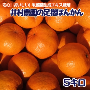 令和9年1月発送予定 ご贈答◎ ギフト◎ 完熟 足摺ぽんかん 5kg デコポンの親 みかん 柑橘 果物 果実 ミカン ぽんかん ポンカン フルーツ おやつ デザート 5キロ 美味しい おいしい 井村農園【R01489】