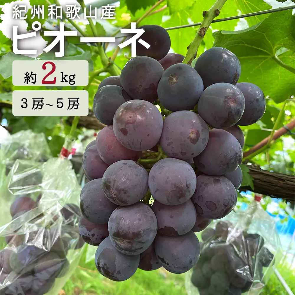 紀州和歌山産 ピオーネ 約2kg ※2026年8月下旬頃〜2026年9月下旬頃に順次発送 ※日付指定不可 ぶどう ブドウ 葡萄 果物 くだもの フルーツ【uot781】