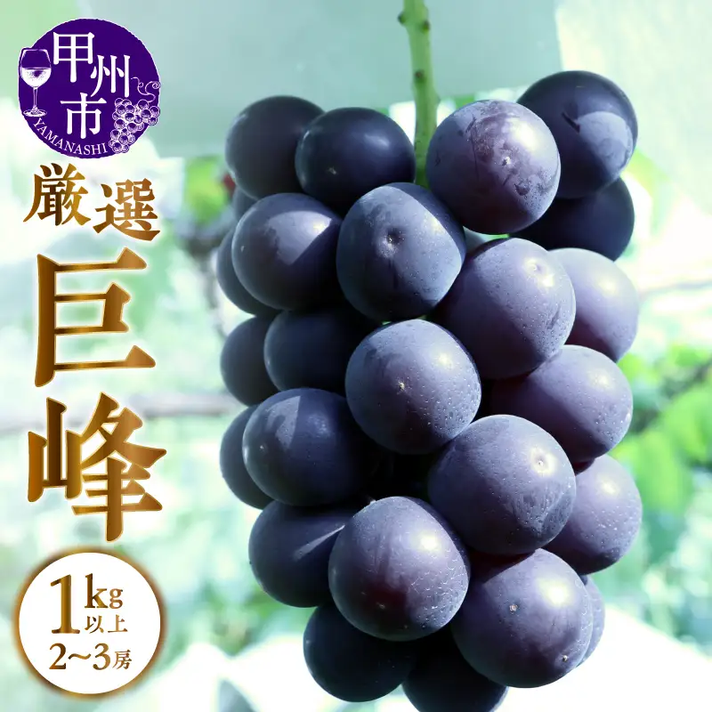 甲州市産 厳選 巨峰 1kg以上（2～3房）【2026年発送】（APX）B-871 巨峰 フルーツ
