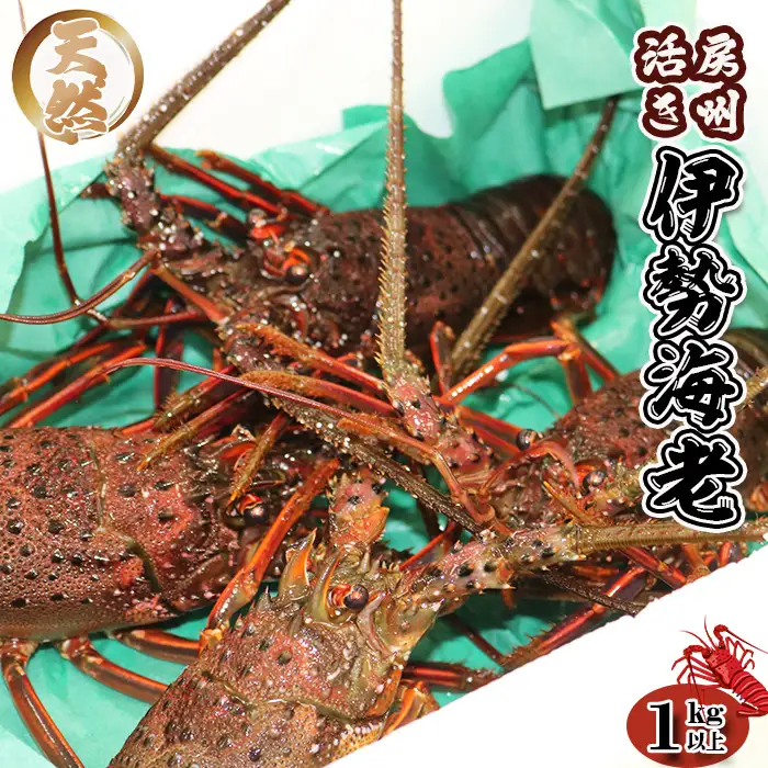 【漁協直送！】 房州黒潮育ち『天然 活 伊勢エビ』1kg以上（4～6尾） 《期間限定》《数量限定》《配送日指定必須》《配送指定 11月末日まで》伊勢海老 イセエビ いせえび 刺身 活魚 [ウオポート][0050-0089]