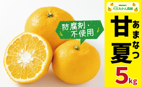 【 先行予約 】 完熟 甘夏 5kg （発送期間：4月下旬?無くなり次第終了） 八百みかん農園 の 完熟 甘夏 7000円 家庭用 訳あり 贈答 先行 事前 予約 受付 ギフト みかん あまなつ 夏みかん グレープフルーツ 防腐剤不使用 愛媛 産地直送 国産 農家直送 糖度 果樹園 期間限定 数量限定 特産品 ジュース 人気 限定 愛南 さわやか 甘い フルーツ 果物 柑橘 蜜柑