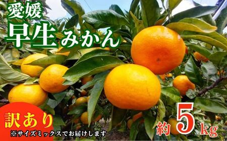 訳あり 愛媛みかん 早生みかん 5kg 早生みかん 蜜柑 みかん 温州みかん 早生 愛媛みかん オレンジ 果物 フルーツ 柑橘 人気 サイズ 不揃い サイズミックス 愛媛県 愛南町青果市場 発送期間：2024年11月初旬?11月末(なくなり次第終了)
