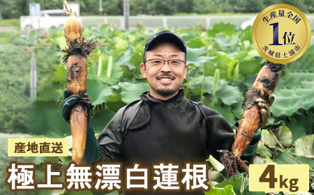 野口れんこん 茨城県産 極上無漂白蓮根4kg | 蓮根  レンコン ハス 根菜 シャキシャキ 甘い 産地直送 産直　※離島への配送不可 やさい 野菜 煮物 