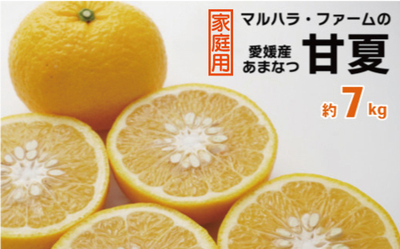 【家庭用】 マルハラファーム 甘夏 7kg 発送期間: 3月初旬?5月末 先行予約 家庭用 甘夏 みかん 柑橘 あまなつ グレープフルーツ 果物 フルーツ おいしい 愛媛 愛南 産地直送 国産 農家直送 数量限定 人気 限定 ジューシー 甘い マーマレード ピール 7kg ギフト プレゼント デザート