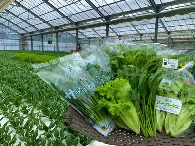 【安心安全！】水耕栽培野菜セット 野菜セット