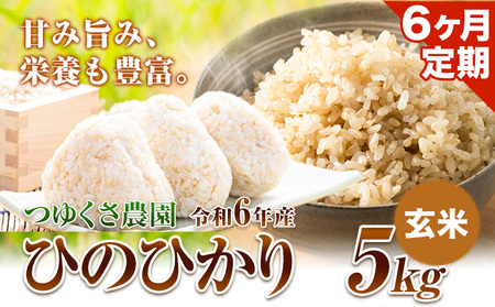  【6ヶ月定期便】新米 令和6年産 ひのひかり 玄米 5kg 熊本県 荒尾市産 つゆくさ農園 《お申込み月の翌月から出荷開始》 美味しい米 お米 熊本県産米 くまもと米 st-p
