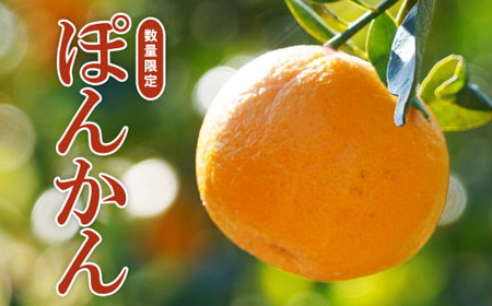 【 先行予約 】 果樹園みどり の 樹齢30年 ぽんかん 6kg （ 家庭用 ミックス ）【発送期間：2月上旬?3月末】 家庭用 6kg 先行 事前 予約 受付 みかん ぽんかん 愛媛 産地直送 国産 農家直送 糖度 甘味 果樹園 期間限定 数量限定 特産品 ジュース 人気 限定 愛南 愛媛県 新鮮 果実 さわやか 風味 甘い フルーツ 果物 柑橘 果樹園 みどり