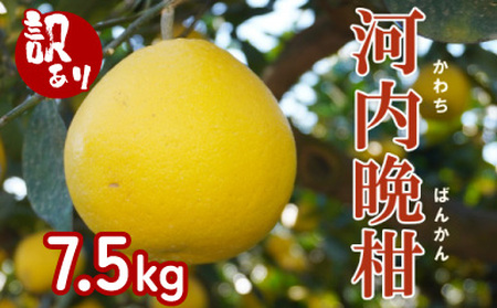 【 訳あり 】 先行予約 果樹園みどり の 樹齢30年 河内晩柑 7.5kg （ 訳あり ミックス ）【発送期間：4月上旬?7月中旬】 家庭用 7.5kg 先行 事前 予約 受付 みかん 河内晩柑 かわちばんかん 愛南ゴールド 文旦 グレープフルーツ 和製 おいしい 愛媛 産地直送 国産 農家直送 期間限定 数量限定 特産品 ジュース 人気 限定 愛南 甘い フルーツ 柑橘 果樹園 みどり 河内晩柑