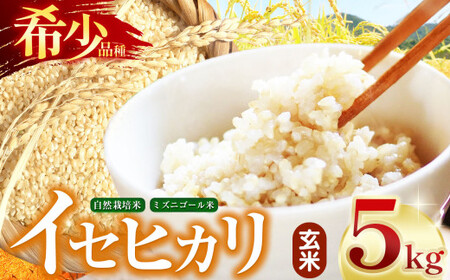 【令和7年産】自然栽培 自然栽培 イセヒカリ 5kg 玄米 長野県産