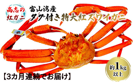 高志の紅ガニ 富山湾産 タグ付き特大