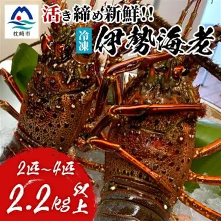 枕崎港水揚げ!　活〆冷凍 【伊勢海老】 2～4匹 計約2.2kg E0-14_魚介・海産物 伊勢海老 エビ いせえび 伊勢エビ_【配送不可地域：離島】【1470872】