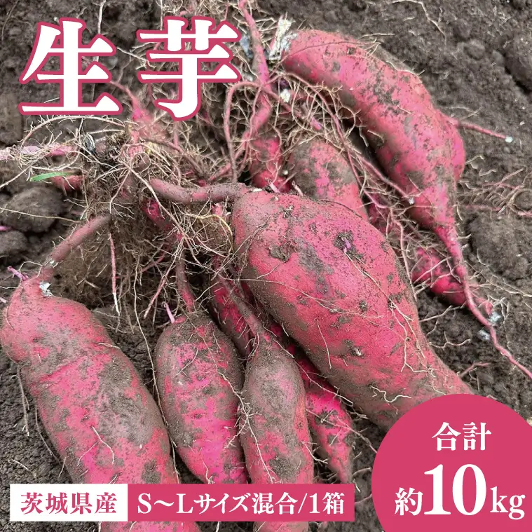 茨城県産 さつまいも『紅はるか』生芋10kg S～Lサイズ混合 1箱｜熟成 サツマイモ 国産 スイーツ 産地直送 人気 蜜芋 阿見町（56-06）
