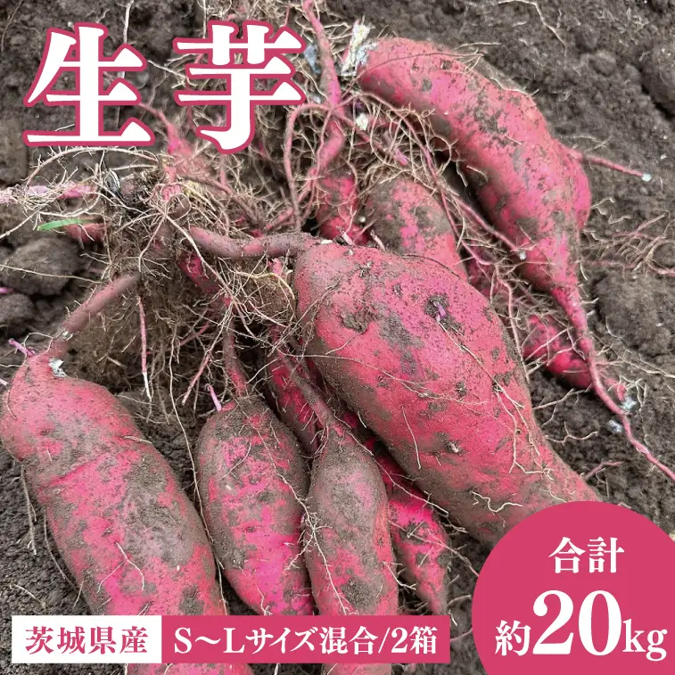 茨城県産 さつまいも『紅はるか』生芋20kg S～Lサイズ混合 2箱｜熟成 サツマイモ 国産 スイーツ 産地直送 人気 蜜芋 阿見町（56-07）