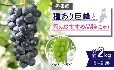 【先行受付2026年発送】種あり巨峰と旬のおすすめ品種（１房） 計5~6房 （約2kg）｜秀果園　※2026年9月上旬~10月下旬順次発送