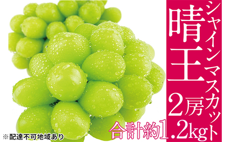 ぶどう 2026年 先行予約 シャイン マスカット 晴王 2房（合計約1.2kg） 岡山県産 シャインマスカット