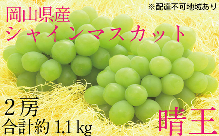 ぶどう 2026年 先行予約 シャイン マスカット 晴王 2房（合計約1.1kg） 岡山県産 シャインマスカット