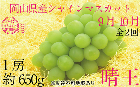 ぶどう 2026年 先行予約 9月・10月発送 シャイン マスカット 晴王 1房 約650g ブドウ 葡萄 岡山県産 国産 フルーツ 果物 ギフト