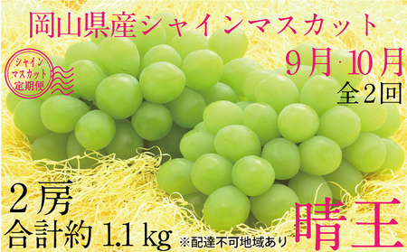 ぶどう 2026年 先行予約 9月・10月発送 シャイン マスカット 晴王 2房（合計約1.1kg） ブドウ 葡萄 岡山県産 国産 フルーツ 果物 ギフト