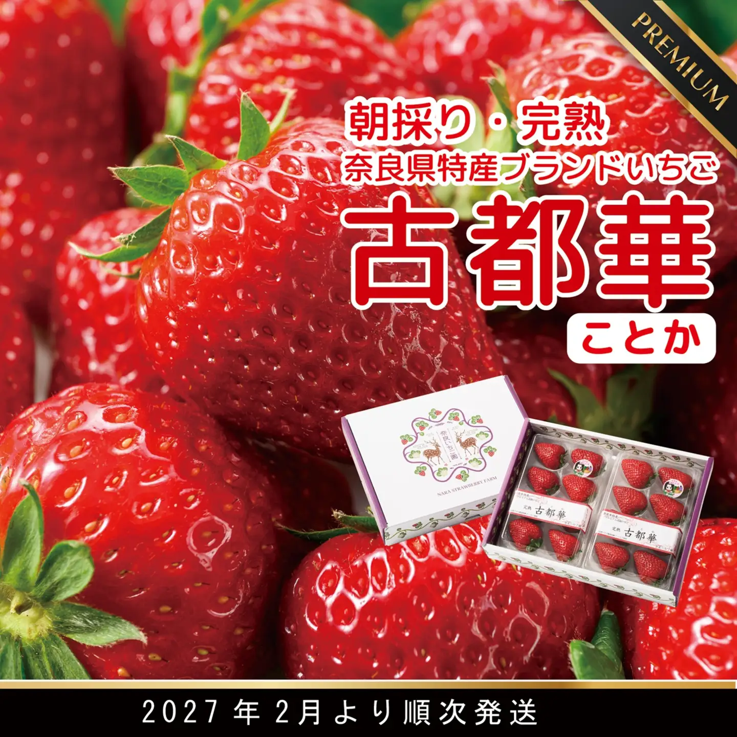 先行予約 数量限定 朝採り 古都華 完熟 2月より順次発送奈良県特産 朝採り高級ブランドいちご「古都華」