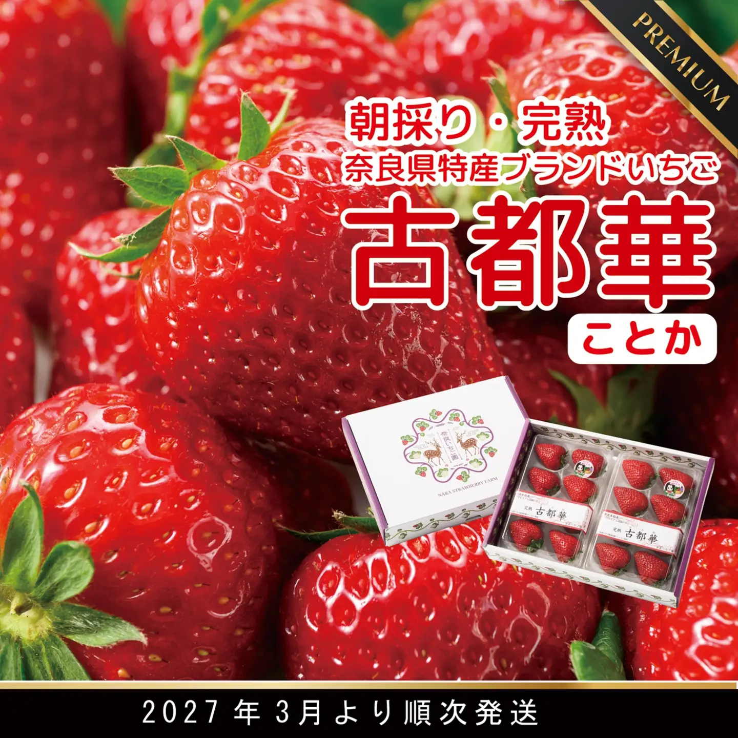 先行予約 数量限定 朝採り 古都華 完熟 3月より順次発送奈良県特産 朝採り高級ブランドいちご「古都華」