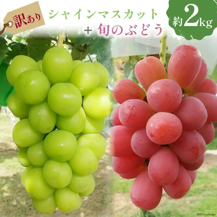 【2026年発送】 訳あり 旬のぶどう 詰め合わせ 2kg  家庭用