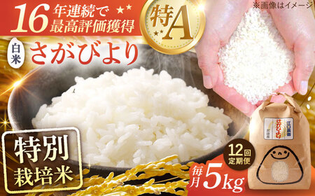【12回定期便】特別栽培米 さがびより 白米 5kg 配送前精米/江口農園[UBF026]