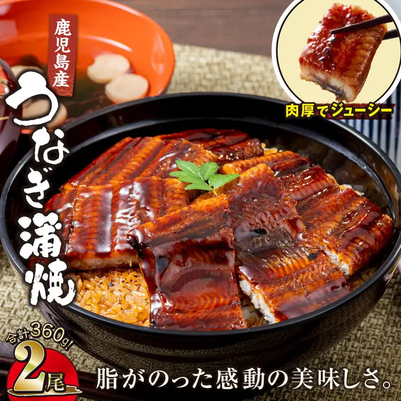 【 土用の丑の日特集 】 1284-3鹿児島産うなぎ 合計360g（180g×2尾） 清らかな 地下水 育ち！ KN021-015-02 鰻 魚 惣菜 総菜