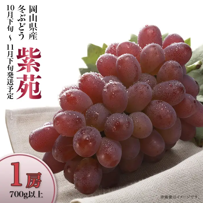74-20 冬ぶどう「紫苑」1房（700g以上）【2026年10月下旬～11月下旬発送予定】