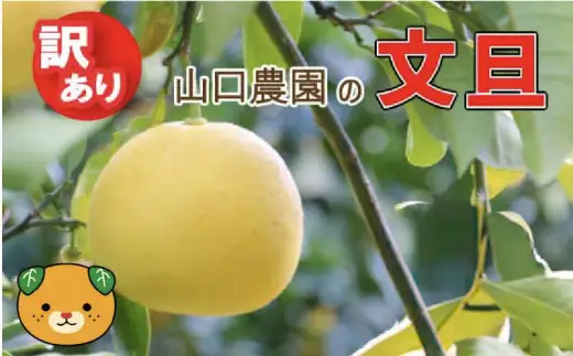 先行予約 訳あり 文旦 6kg ＋傷み保障500g ぶんたん みかん 蜜柑 果物 柑橘 フルーツ ミカン 産地直送 国産 農家直送 期間限定 数量限定 特産品 傷 シミ サイズミックス ジュース ゼリー ビタミン 美容 健康 愛媛県 愛南町 山口農園