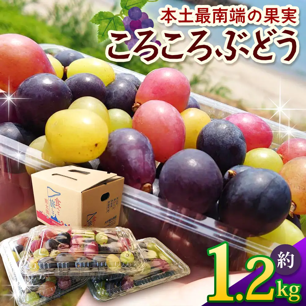 【先行予約・数量限定】2026年7月下旬発送 ＜訳あり＞ 本土最南端ぶどう ころころぶどうパック 約1.2kg TE707｜期間限定 家庭用 産地直送 旬 ブドウ 葡萄 ぶどう フルーツ 果物 くだもの 果実 食べ比べ 鹿児島県 南大隅町 有限会社ティエラ　