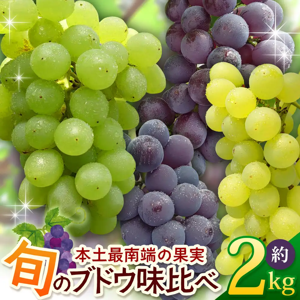 【先行予約・数量限定】2026年7月下旬発送 旬のブドウ味くらべ約2kg (5～6房) TE708｜期間限定 産地直送 旬 ブドウ 葡萄 ぶどう フルーツ 果物 くだもの 果実 食べ比べ 鹿児島県 南大隅町 有限会社ティエラ　