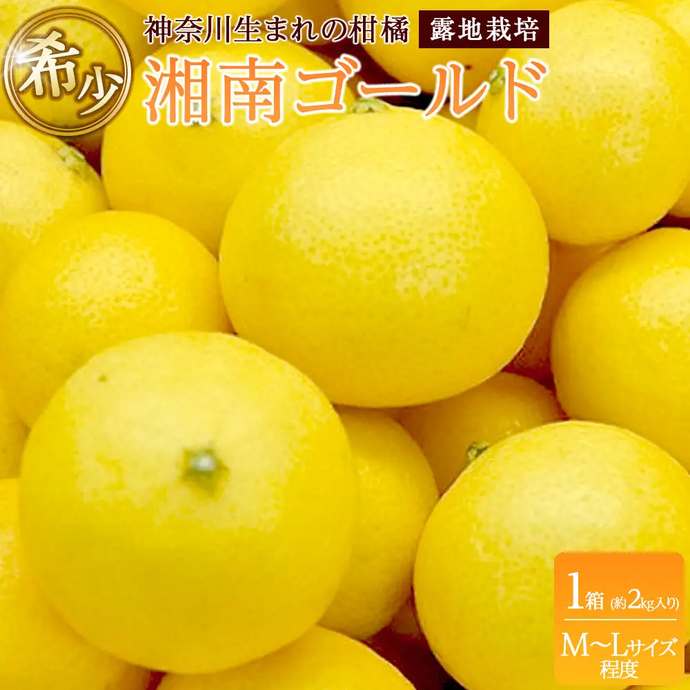 〈希少商品〉神奈川生まれの柑橘 「湘南ゴールド」( 露地栽培)＜出荷開始：2027年3月10日出荷開始～2027年3月31日出荷終了＞【フルーツ オレンジ 果物 柑橘 贈答用 家庭用 自宅用  神奈川県小田原市】
